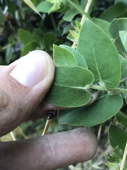 Arctostaphylos pechoensis
