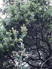 Arctostaphylos pechoensis