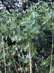 Arctostaphylos pechoensis