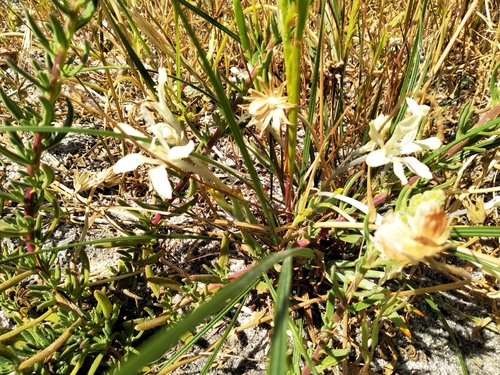 Babiana tubiflora