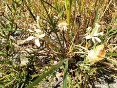 Babiana tubiflora