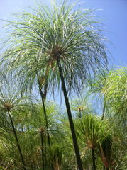 Cyperus papyrus