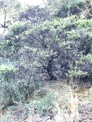 Arctostaphylos pechoensis