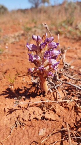 Australian broomrape (Orobanche australiana)