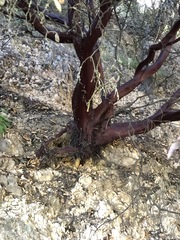Arctostaphylos pechoensis