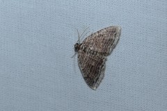 Anticlea multiferata