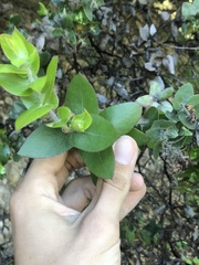Arctostaphylos pechoensis