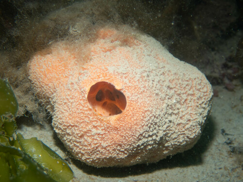 fig sponge