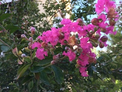 Lagerstroemia indica