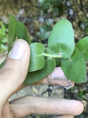 Arctostaphylos pechoensis