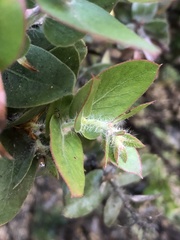 Arctostaphylos pechoensis