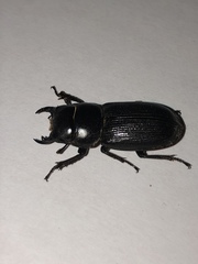 Dorcus parallelus