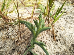 Lapeirousia anceps