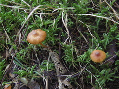 Cortinarius waiporianus