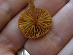 Cortinarius waiporianus