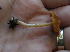 Cortinarius waiporianus