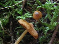 Cortinarius waiporianus