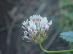 Trifolium obtusiflorum