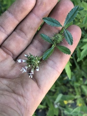 Trifolium obtusiflorum