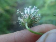 Trifolium obtusiflorum