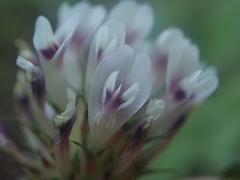 Trifolium obtusiflorum