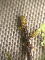 Scorpidium revolvens