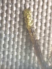 Scorpidium revolvens