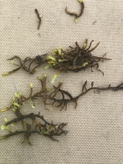 Scorpidium revolvens