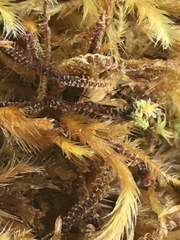 Paludella squarrosa