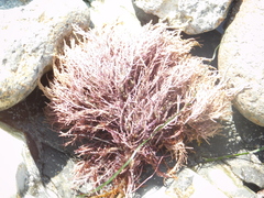 Lithothrix aspergillum