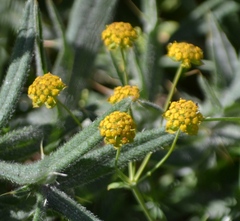 Bupleurum ranunculoides