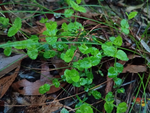 Gonocarpus mezianus (Gonocarpus mezianus)