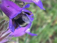 Bombus bifarius