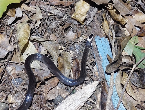 White-crowned Snake sighting