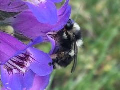 Bombus bifarius