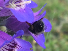Bombus bifarius