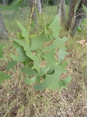 Erythrina vespertilio
