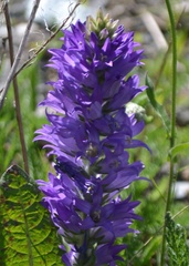 Campanula spicata
