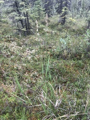 Arctagrostis latifolia