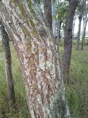 Erythrina vespertilio