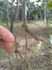 Erythrina vespertilio