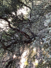 Arctostaphylos pechoensis