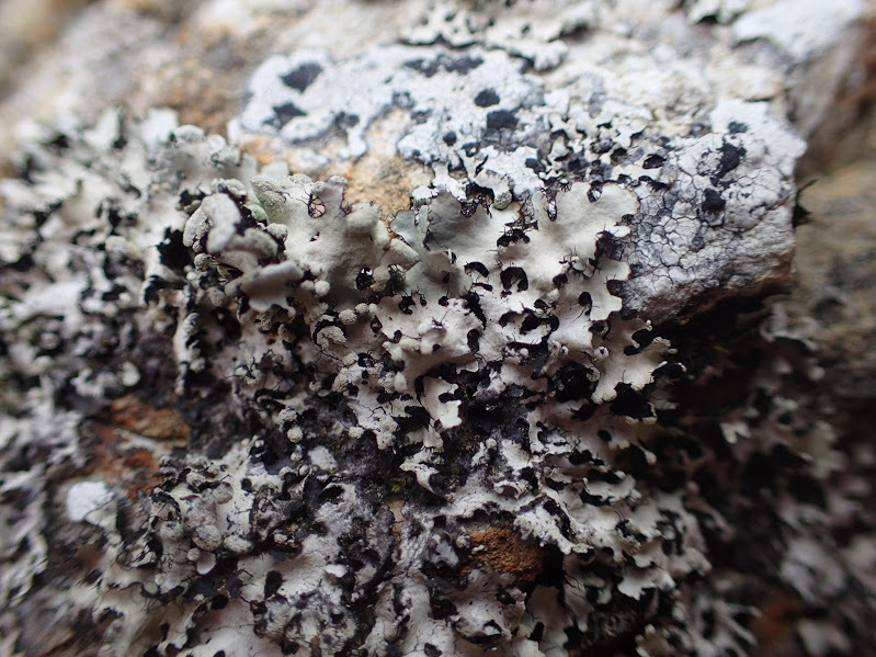 Parmotrema perlatum image