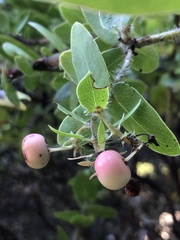 Arctostaphylos pechoensis