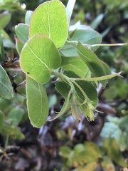 Arctostaphylos pechoensis
