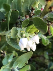 Arctostaphylos pechoensis