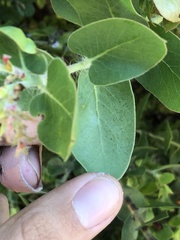 Arctostaphylos pechoensis
