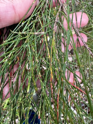 Image of Allocasuarina decussata by (c) pimelea, some rights reserved (CC BY)