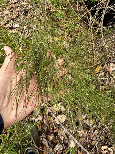 Image of Allocasuarina decussata by (c) pimelea, some rights reserved (CC BY)