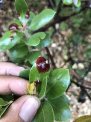 Exobasidium arctostaphyli